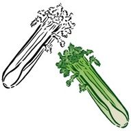 Celery - Vegetable