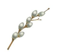 Pussy Willow