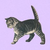 gray cat N2