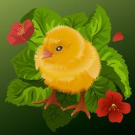 Fluffy yellow chick