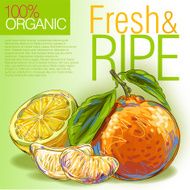 Fresh tangerine