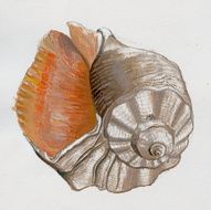 Sea Shell Sketch N2