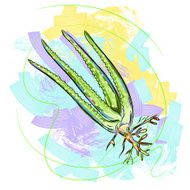 Aloe Vera N3