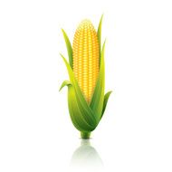 Corncob isolated on white vector illustration