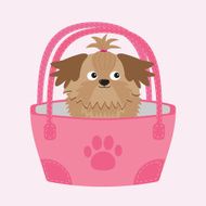Little glamour tan Shih Tzu dog in the bag