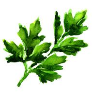 Parsley On A White Background N3