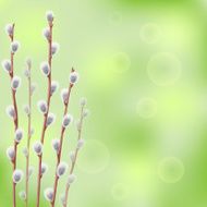 Willow catkin
