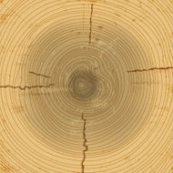 Vector wood cross section background