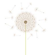 Dandelion Flower N5