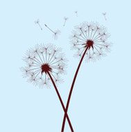 two dandelions on blue background N2
