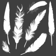 Vector Set of Plumage Silhouettes N2