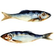 herring fish watercolor painting