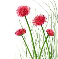 Beautiful Wild Flowers Illustration