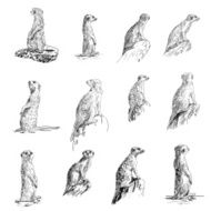 Meerkat set N2
