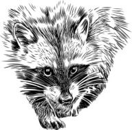 Raccoon N12