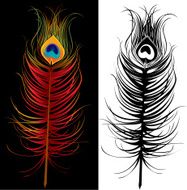 peacock feather - colorful black and white