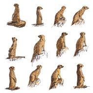 Meerkat set N3