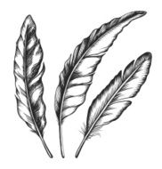 Black feathers Three objects