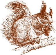 squirrel on a branch