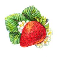 Hand drawn strawberry on white background