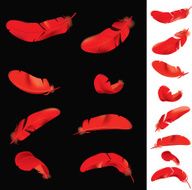 Red Feathers N2