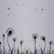 Dandelion wind in grass flower vector