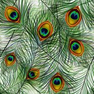 Peacock Feather Seamless Background
