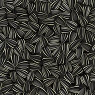 sunflower seeds seamless background