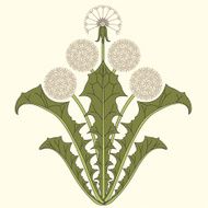 Dandelion N66