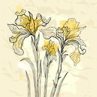 Iris flower vector illustration