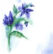 campanula N5