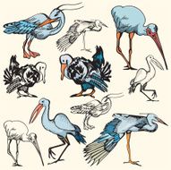 Bird Illustrations VII Storks (Vector)