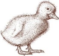 Duckling N10