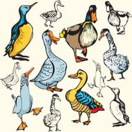 Bird Illustrations VIII Ducks (Vector)