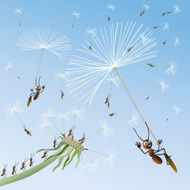 Dandelion on a background blue sky