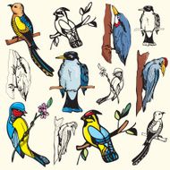 Bird Illustrations XVI (Vector)