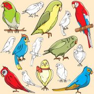 Pet Illustrations VII Parrots (Vector) N2