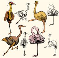 Bird Illustrations XIV Birds (Vector)