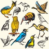 Bird Illustrations IX Birds (Vector)