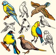 Bird Illustrations V Doves (Vector)
