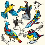 Bird Illustrations I (Vector)