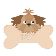 Glamour tan Shih Tzu dogÂs head and big bone Isolated