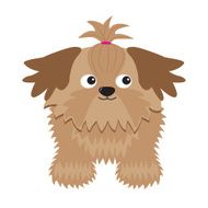 Little glamour tan Shih Tzu dog Isolated