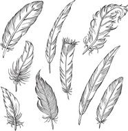 vector silhouettes of different feathers N2