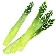 green asparagus N3