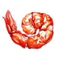 shrimp watercolor painting N2