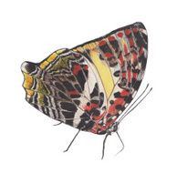 butterfly painting N6