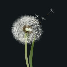 Dandelion seed head blow ball N2