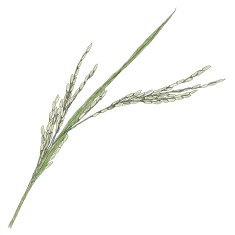 Young Jasmine rice