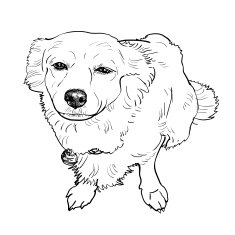 Mix breeding pomeranian and shihtzu N2